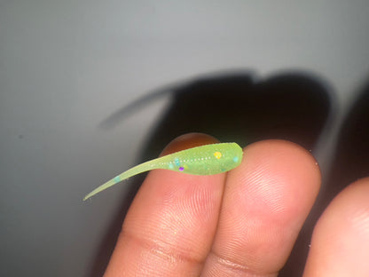 1.2" Micro Crappie lures